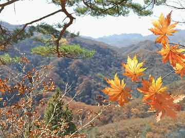 泰山实时便捷购票与智能越狱助手，便捷科技，美学之选，为年轻的你量身打造